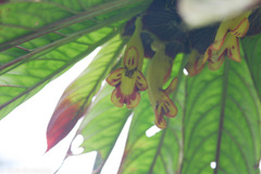 Columnea medicinalis