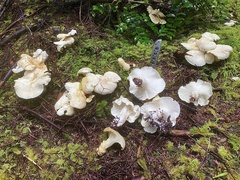 Albatrellus avellaneus