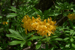 Rhododendron luteum
