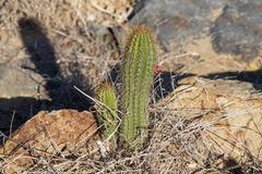Trichocereus spachianus