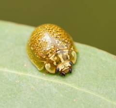 Paropsisterna cloelia