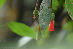 Gesneriaceae
