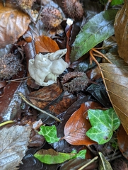 Helvella lacunosa