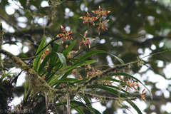 Oncidium luteopurpureum