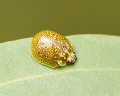 Paropsisterna cloelia