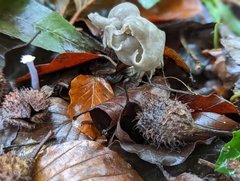 Helvella lacunosa