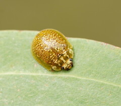 Paropsisterna cloelia