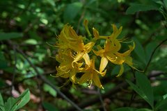 Rhododendron luteum