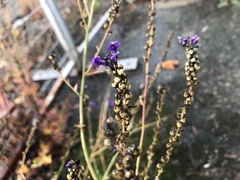 Linaria purpurea
