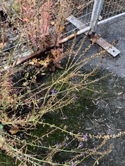 Linaria purpurea