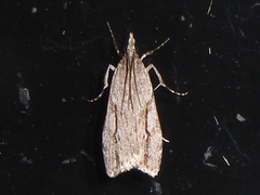Eudonia bisinualis