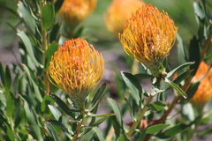 Leucospermum × hybridum