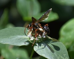 Isodontia exornata