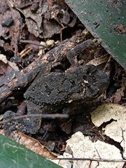 Ingerophrynus biporcatus