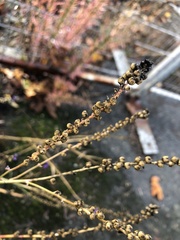Linaria purpurea
