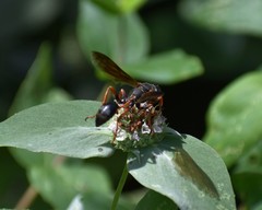 Isodontia exornata