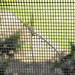 Menneus superciliosus