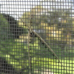 Menneus superciliosus