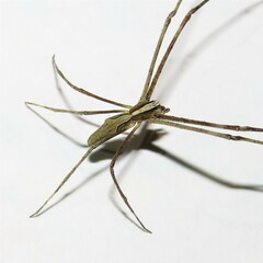 Menneus superciliosus