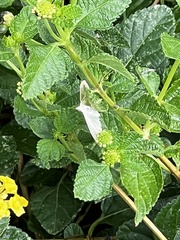 Diaphania costata