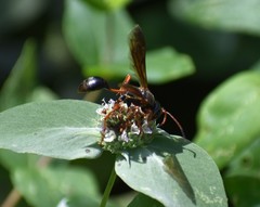 Isodontia exornata