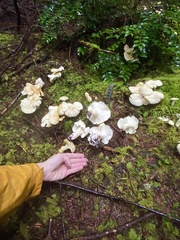 Albatrellus avellaneus