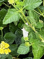 Diaphania costata