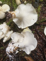 Albatrellus avellaneus