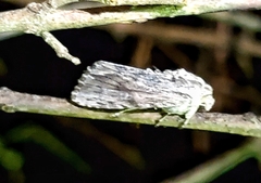 Spodoptera eridania