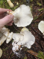 Albatrellus avellaneus