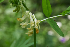 Vicia balansae