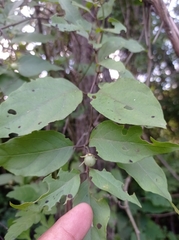Lycianthes