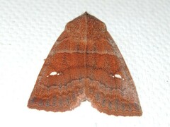 Eupsilia vinulenta