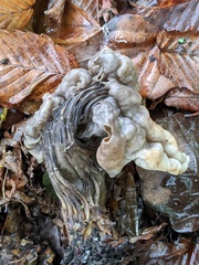 Helvella lacunosa