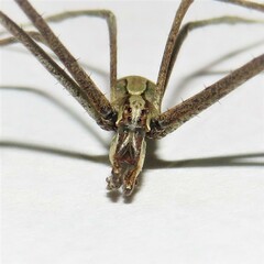 Menneus superciliosus