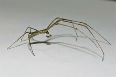 Menneus superciliosus