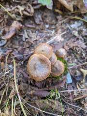 Cortinarius semivestitus