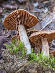 Cortinarius semivestitus