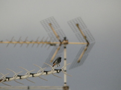 Phoenicurus ochruros