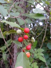 Lycianthes