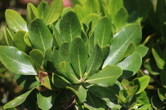 Apiales