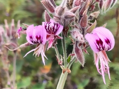 Pelargonium cordifolium
