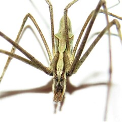 Menneus superciliosus