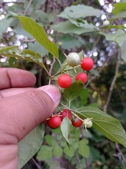 Lycianthes