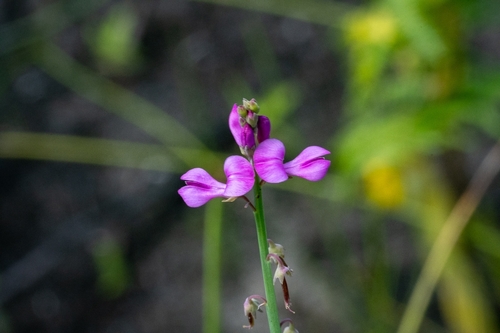 Image of Indigofera ionii by (c) magriet b, some rights reserved (CC BY-SA)
