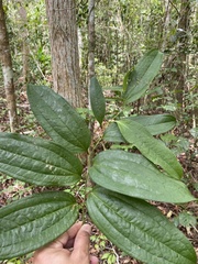 Smilax spicata