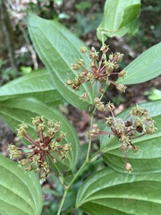 Smilax spicata