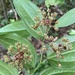 Smilax spicata - Photo (c) Geovane Siqueira, algunos derechos reservados (CC BY-NC), subido por Geovane Siqueira