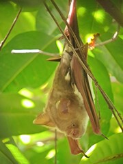 Hipposideros diadema