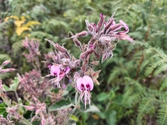 Pelargonium cordifolium